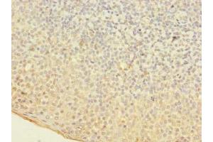 Immunohistochemistry of paraffin-embedded human tonsil tissue using ABIN7160762 at dilution of 1:100