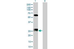 Western Blot analysis of FAM3B expression in transfected 293T cell line by FAM3B MaxPab polyclonal antibody. (FAM3B anticorps  (AA 1-235))