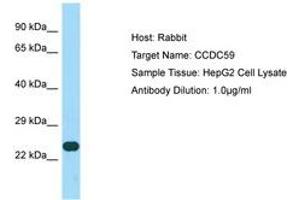 Image no. 1 for anti-Coiled-Coil Domain Containing 59 (CCDC59) (AA 132-181) antibody (ABIN6750166) (CCDC59 anticorps  (AA 132-181))