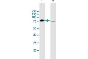 Western Blot analysis of GRHL2 expression in transfected 293T cell line by GRHL2 MaxPab polyclonal antibody. (GRHL2 anticorps  (AA 1-625))