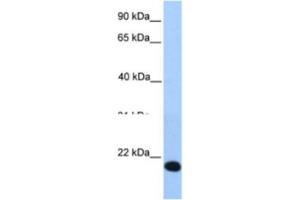 Western Blotting (WB) image for anti-Helt BHLH Transcription Factor (HELT) antibody (ABIN2463334)
