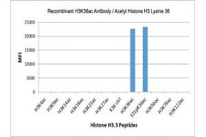 The recombinant H3K36ac antibody specifically reacts to Histone H3 acetylated at Lysine 36 (K36ac) and is not affected by the phosphorylation of neighboring Ser31. (Recombinant Histone 3 anticorps  (acLys36))