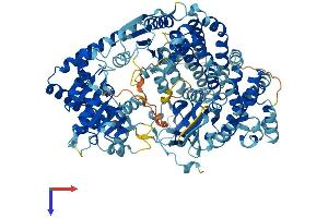 DEAD (Asp-Glu-Ala-Asp) Box Polypeptide 58 (DDX58) (AA 1-926) protein (His tag)
