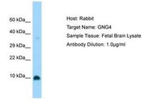 Image no. 1 for anti-G Protein gamma 4 (GNG4) (C-Term) antibody (ABIN6750183) (GNG4 anticorps  (C-Term))