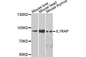 Western blot analysis of extracts of various cells, using IL1RAP antibody. (IL1RAP anticorps)