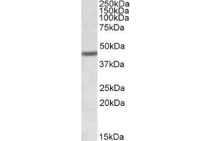ABIN2562535 (1µg/ml) staining of Human Bone Marrow lysate (35µg protein in RIPA buffer). (FANCL anticorps  (Internal Region))