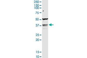COQ3 MaxPab rabbit polyclonal antibody.