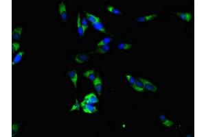 Immunofluorescent analysis of Hela cells using ABIN7168224 at dilution of 1:100 and Alexa Fluor 488-congugated AffiniPure Goat Anti-Rabbit IgG(H+L) (RPE anticorps  (AA 2-228))