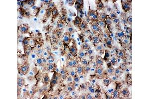 IHC-P: ZO-3 antibody testing of mouse liver tissue (TJP3 anticorps  (C-Term))