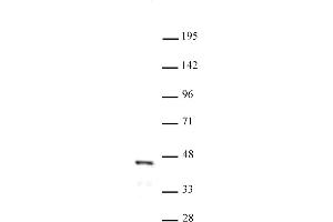 FOXL2 antibody (pAb) tested by Western blot. (FOXL2 anticorps  (N-Term))