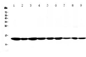 Western blot analysis of Cytochrome C using anti-Cytochrome C antibody .