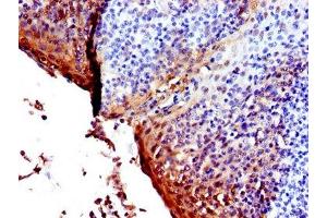 IHC image of ABIN7142099 diluted at 1:600 and staining in paraffin-embedded human tonsil tissue performed on a Leica BondTM system.