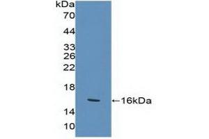 Figure. (KLRK1 anticorps  (AA 92-216))