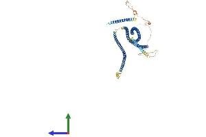 AlphaFold protein structure predicition of Mouse Recombinant Cep63 Protein, UniprotID Q3UPP8
