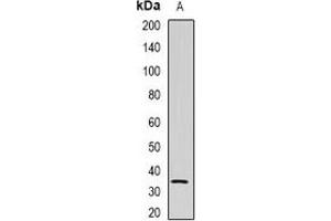 Western blot analysis of NAT1 expression in U937 (A) whole cell lysates. (NAT1 anticorps)