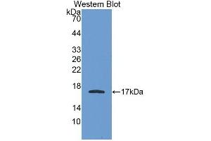 Detection of Recombinant APOA1, Human using Monoclonal Antibody to Apolipoprotein A1 (APOA1)