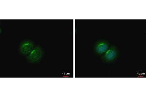 ICC/IF Image PCOLCE2 antibody detects PCOLCE2 protein at cytoplasm by immunofluorescent analysis.
