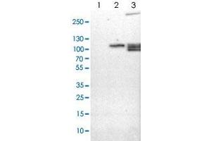 Western blot analysis of Lane 1: NIH-3T3 cell lysate (Mouse embryonic fibroblast cells), Lane 2: NBT-II cell lysate (Rat Wistar bladder tumour cells), Lane 3: PC12 cell lysate (Pheochromocytoma of rat adrenal medulla) with RAP1GAP polyclonal antibody . (RAP1GAP anticorps)