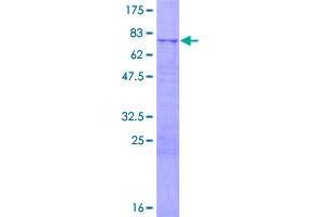 Image no. 1 for Mitochondrial Ribosomal Protein S5 (MRPS5) (AA 1-430) protein (GST tag) (ABIN1311386)