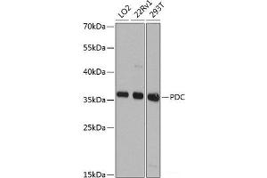 Western blot analysis of extracts of various cell lines using PDC Polyclonal Antibody at dilution of 1:1000. (Phosducin anticorps)
