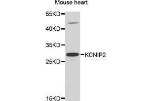 Western blot analysis of extracts of mouse heart, using KCNIP2 antibody. (KCNIP2 anticorps)