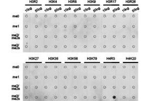 Dot-blot analysis of all sorts of methylation peptidesusing H4R3me2s antibody. (Histone 3 anticorps  (2meArg3))