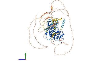 AlphaFold protein structure predicition of Mouse Recombinant Epb41 Protein, UniprotID P48193