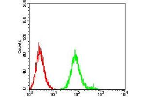 Flow cytometric analysis of SK-N-SH cells using CHRNB4 mouse mAb (green) and negative control (red).