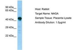 Image no. 1 for anti-N-Acetylgalactosaminidase, alpha (NAGA) (AA 158-207) antibody (ABIN6749968) (NAGA anticorps  (AA 158-207))