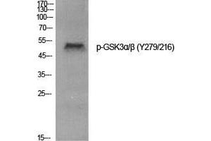 Western Blot (WB) analysis of specific cells using Phospho-GSK3alpha/beta (Y279/216) Polyclonal Antibody. (GSK3 alpha/beta anticorps  (pTyr216, pTyr279))