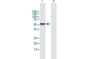 Western Blot analysis of RING1 expression in transfected 293T cell line by RING1 MaxPab polyclonal antibody. (RING1 anticorps  (AA 1-377))