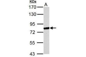 WB Image MX1 antibody [N2C2], Internal detects MX1 protein by Western blot analysis. (MX1 anticorps  (Internal Region))