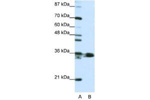 HNRPA1 antibody used at 1. (HNRNPA1 anticorps  (N-Term))