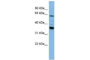WB Suggested Anti-CYP3A7 Antibody Titration:  0.