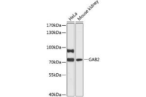 Western blot analysis of extracts of various cell lines, using G antibody (ABIN6130411, ABIN6140869, ABIN6140871 and ABIN6216916) at 1:3000 dilution. (GAB2 anticorps  (AA 377-676))