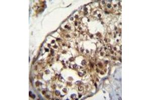 Immunohistochemistry analysis in formalin fixed and paraffin embedded human testis tissue reacted with NUP160 Antibody (Center) followed by peroxidase conjugation of the secondary antibody and DAB staining. (NUP160 anticorps  (Middle Region))