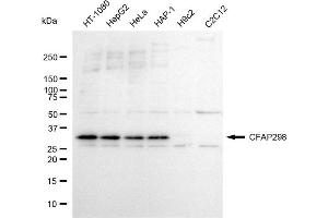 Western blotting analysis using CFAP298 antibody (ABIN7798026). (CFAP298 anticorps)