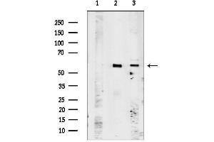 Western blot analysis of lysates from various samples, using OR51 Antibody.