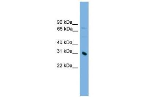 PRSS8 antibody used at 1 ug/ml to detect target protein. (PRSS8 anticorps  (Middle Region))