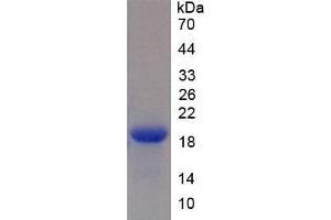 SDS-PAGE of Protein Standard from the Kit (Highly purified E.