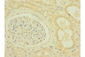 Immunohistochemistry of paraffin-embedded human kidney tissue using ABIN7169925 at dilution of 1:100