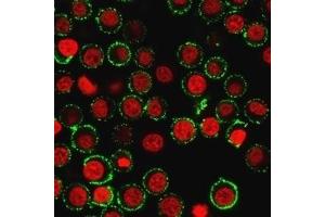 Immunofluorescence Analysis of live Jurkat cells. (CD47 anticorps)