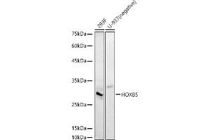 Western blot analysis of extracts of various cell lines, using HOXB5 antibody (ABIN7267769) at 1:510 dilution. (HOXB5 anticorps  (AA 1-170))