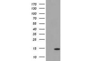 Western Blot analysis of HEK293T cell lysates (5 ug) transfected with either recombinant CISD1 protein (Right) or empty vector (Left) detected with CISD1 antibody (CISD1 anticorps)