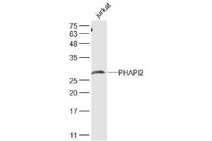 Jurkat lysates probed with PHAPI2 Polyclonal Antibody, Unconjugated  at 1:500 dilution and 4˚C overnight incubation. (ANP32B anticorps  (AA 51-150))