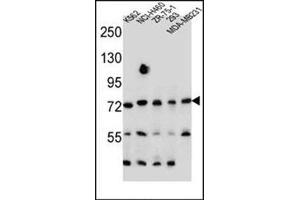 Western blot analysis of SEC14L5 Antibody (Center) Cat. (SEC14L5 anticorps  (Middle Region))