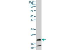 SAA4 MaxPab polyclonal antibody. (SAA4 anticorps  (AA 1-130))