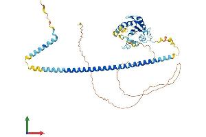AlphaFold protein structure predicition of Human Recombinant ZRSR2 Protein, UniprotID Q15696