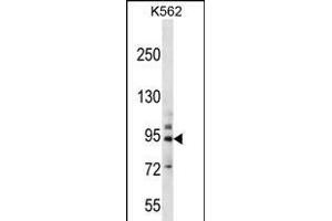 PCDHB14 Antibody (N-term) (ABIN656255 and ABIN2845571) western blot analysis in K562 cell line lysates (35 μg/lane). (PCDHB14 anticorps  (N-Term))
