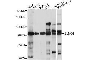 Western blot analysis of extracts of various cell lines, using ELMO1 antibody. (ELMO1 anticorps)